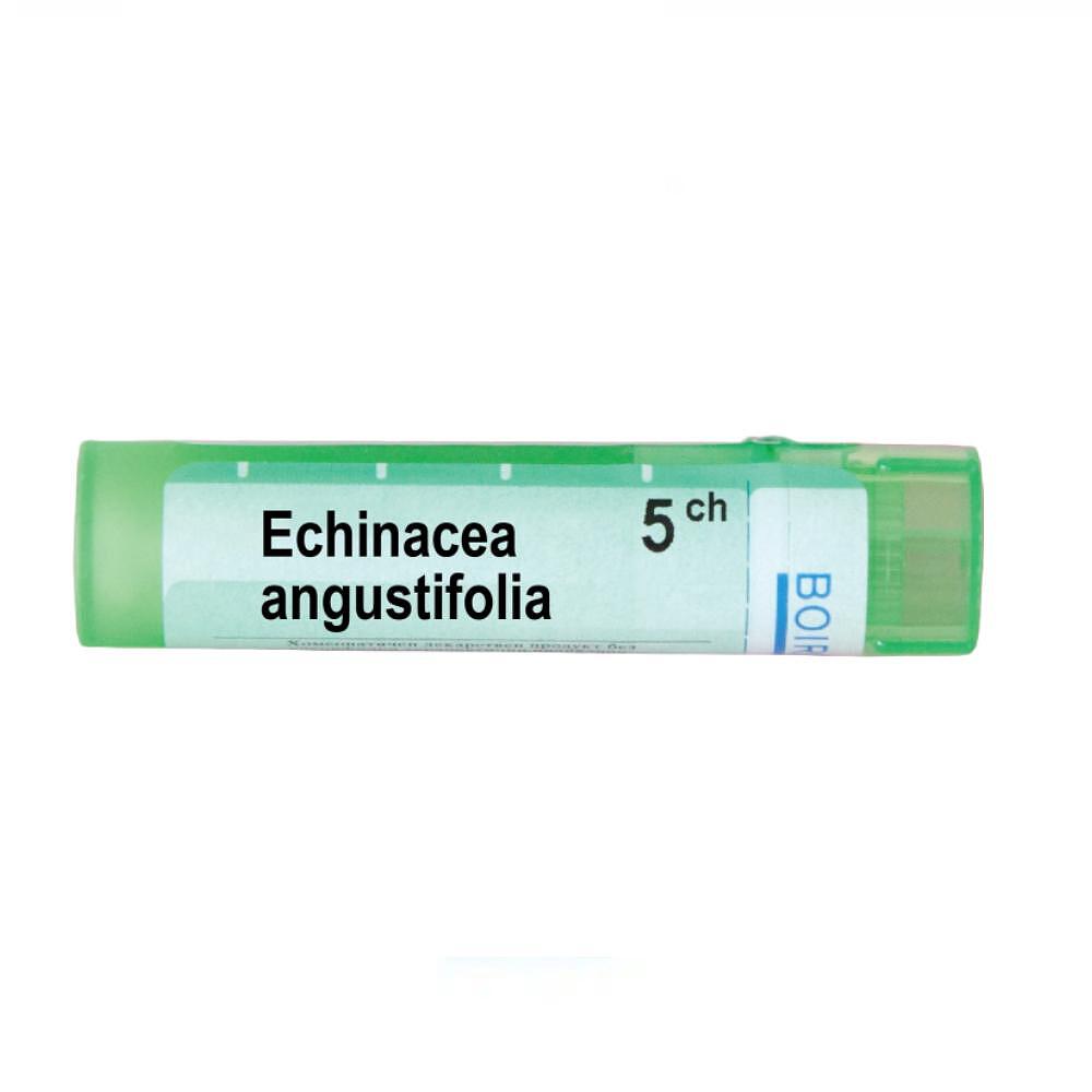 Echinacea angustifolia 5 ch | Echinacea angustifolia 5 ch