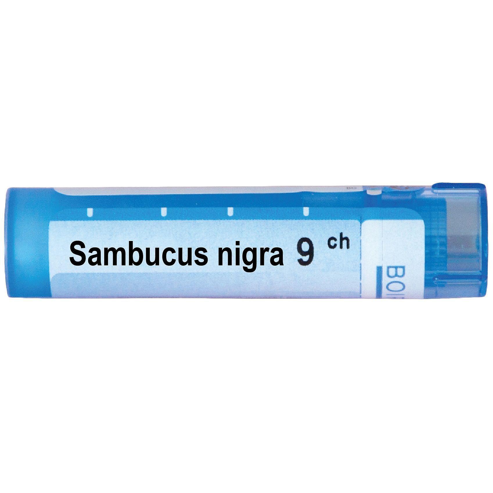 Sambucus nigra 9 ch | Sambucus nigra 9 ch