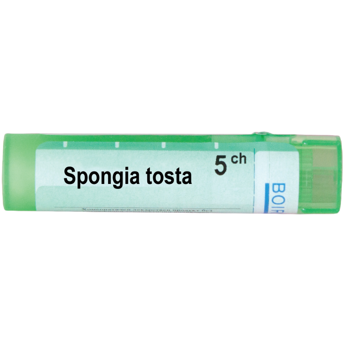 Spongia tosta 5 ch | Spongia tosta 5 ch